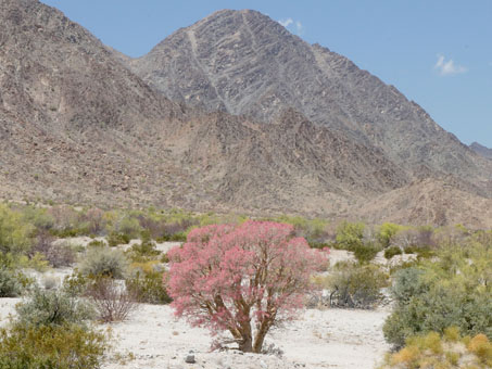 Copalquín in bloom against desert mountain backdrop