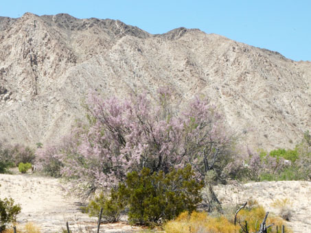 Desert Ironwood covered with pink and white flowers