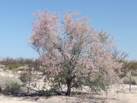 Desert Ironwood covered with pink and white flowers