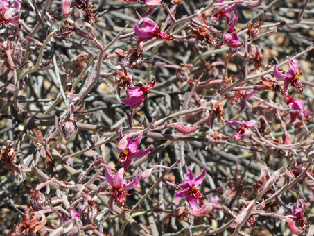 Flores de Krameria bicolor