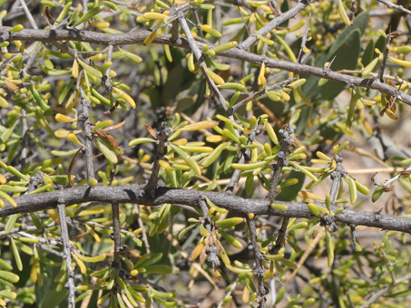 gray stems and fleshy leaves of California desert thorn