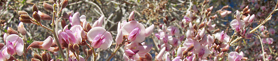 pink and white flowers of Desert Ironwood