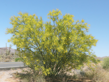 bright yellow flowers on Mexican Palo Verde tree