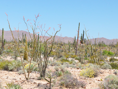 Plants of the Central Desert scrub