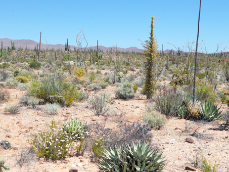 plants of the Central Desert scrub