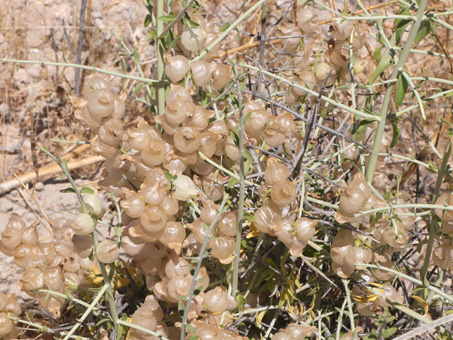 inflated tan-colored calyces of Bladder sage