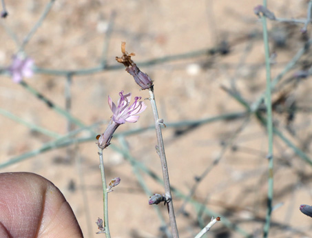 tiny pink flower of wire-lettuce