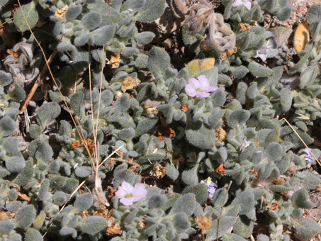 Hairy leaves and pale pink flowers of Woody Crinklemat