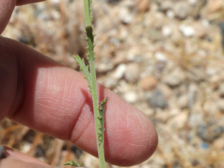 tiny toothed-leaves of Tansy-aster