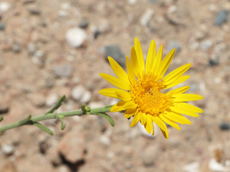 Yellow flower of Tansy-aster