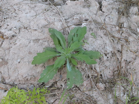 Erigeron Flax-leaf fleabane seedling