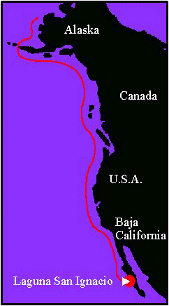 Map of gray whale migration route