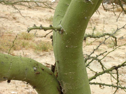 Green, photosynthetic stems