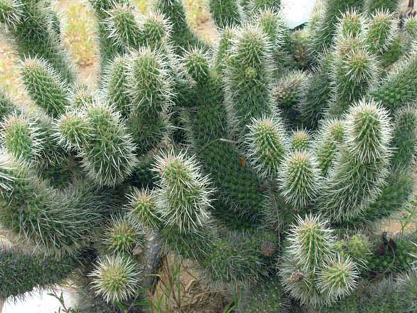 Cholla cactus