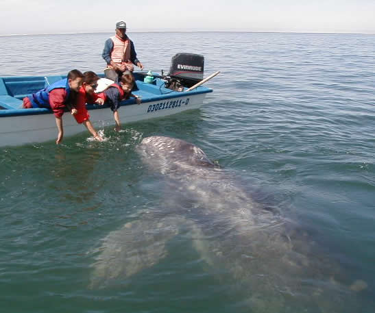 Calf approaching panga, Laguna San Ignacio.