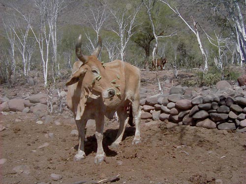 Cow with cholla stems on face