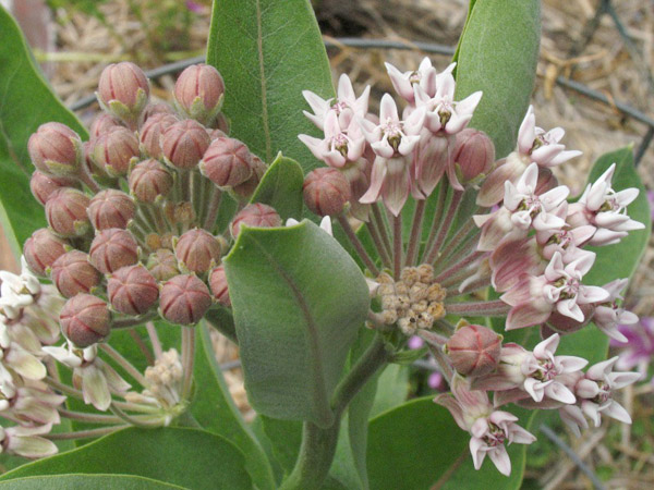 Showy Milkweed