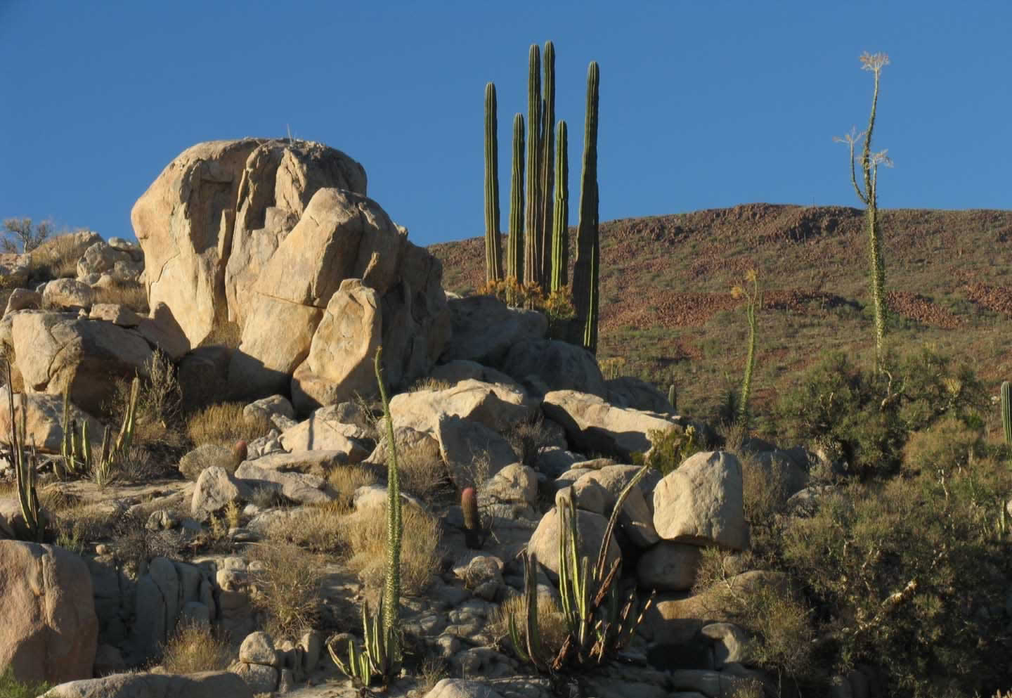 Sonoran Desert