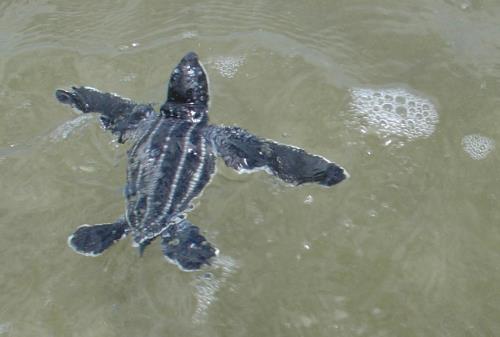 Turtle hatchling