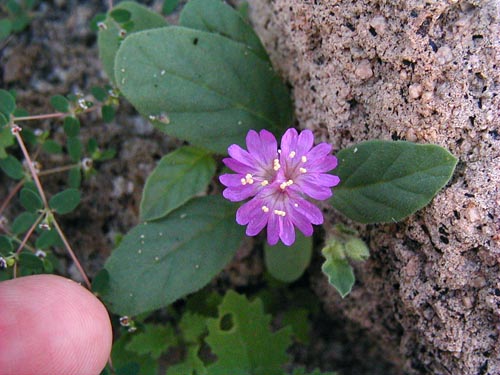 Allionia incarnata