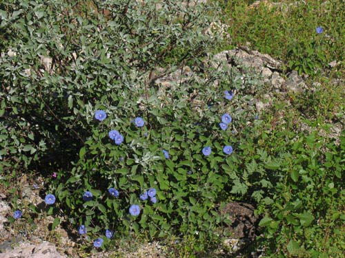 Manto de la Virgen blossoms