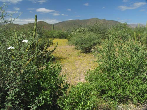 Desert scrub north of Mulege