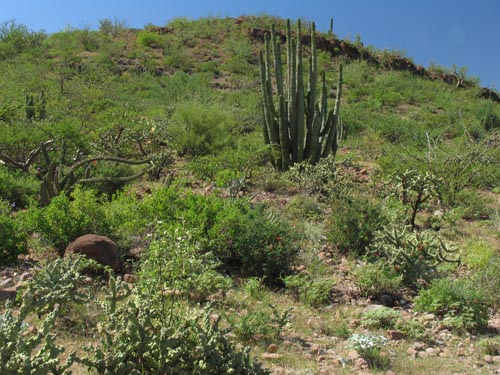 Desert garden south of  Tres Virgenes area