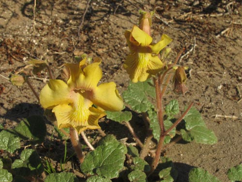 Devil's Claw plant with flowers