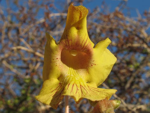 Devil's claw flower closeup