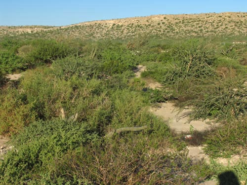  Punta Chivato desert scrub