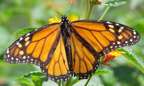 mariposa monarca