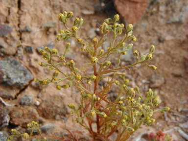 Amblyopappus pusillus