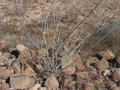 Asclepias albicans