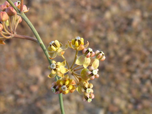 Asclepias albicans