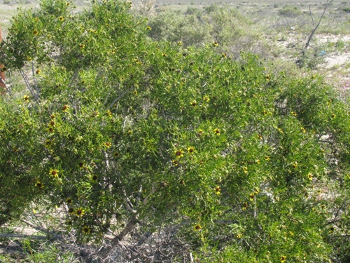 Encelia ventorum