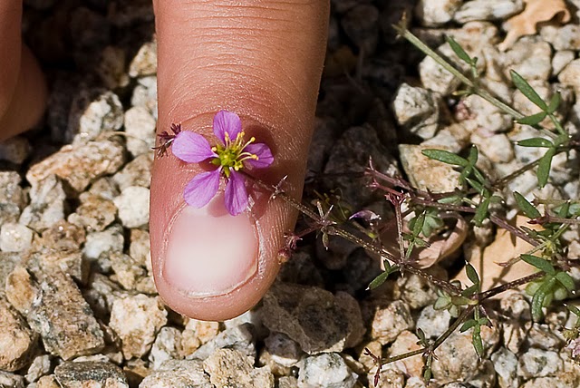 Fagonia laevis