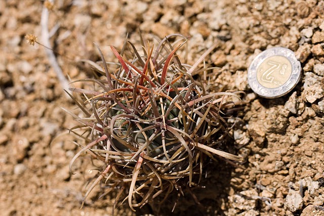 Barrel cactus