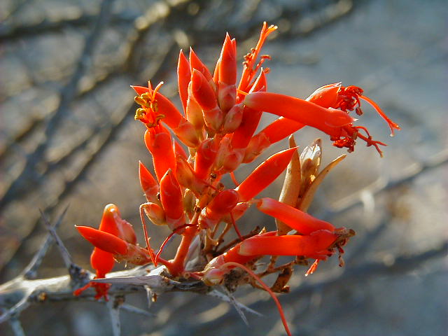 Fouquieria diguetti flores