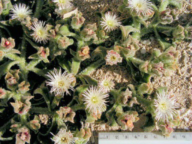 Mesembryanthemum crystallinum