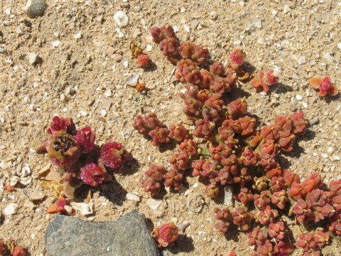 Mesembryanthemum nodiflorum