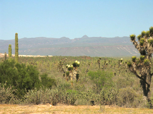 Yucca valida