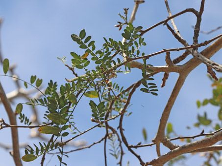 Bursera microphylla