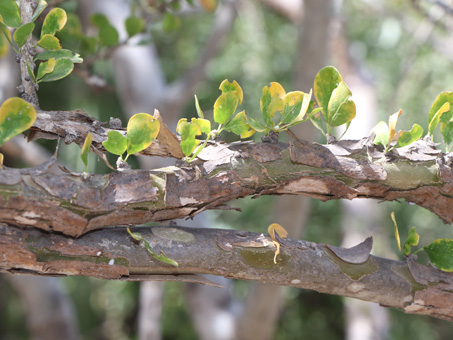 Colubrina viridis