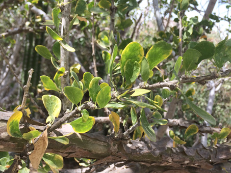 Colubrina viridis