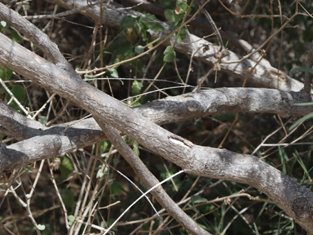  Pedilanthus tithymaloides 