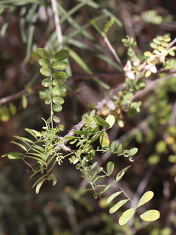 Coursetia glandulosa