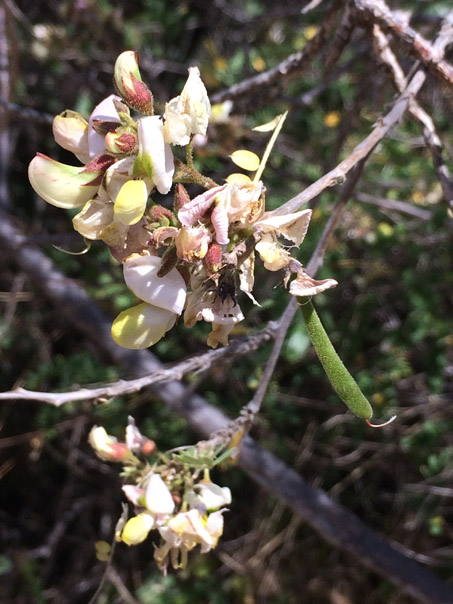 Coursetia glandulosa