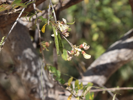 Coursetia glandulosa