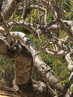 Cyrtocarpa edulis tree