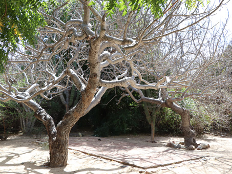 Cyrtocarpa edulis tree